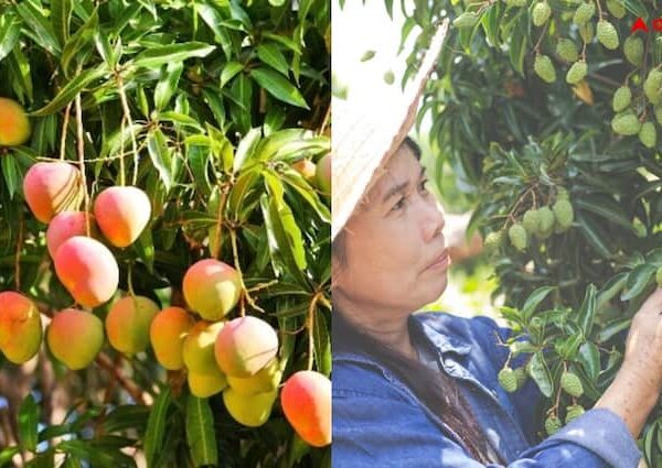 Take these measures to protect mango crop from insects Agriculture…