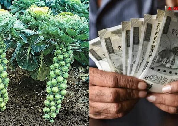 Farmers get huge profits from the cultivation of Brussels sprouts