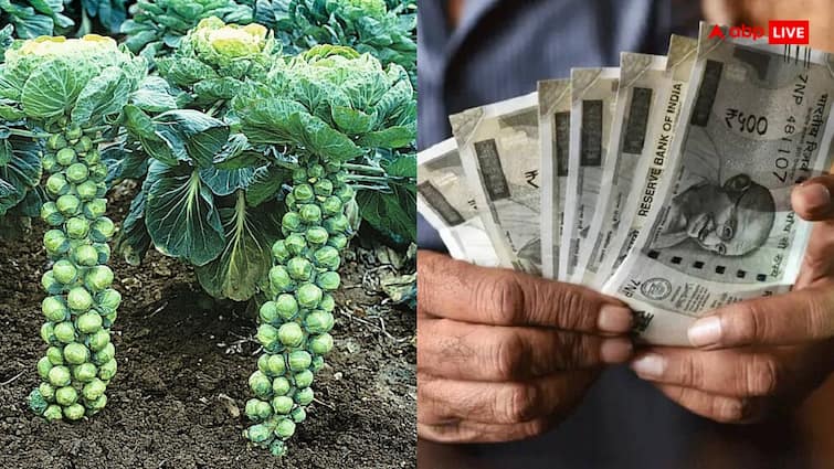 Farmers get huge profits from the cultivation of Brussels sprouts