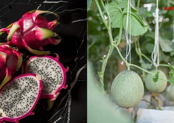 Farming dragon fruit kiwi and avocado will make you rich…