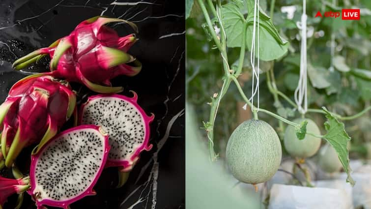 Farming dragon fruit kiwi and avocado will make you rich Agriculture tips