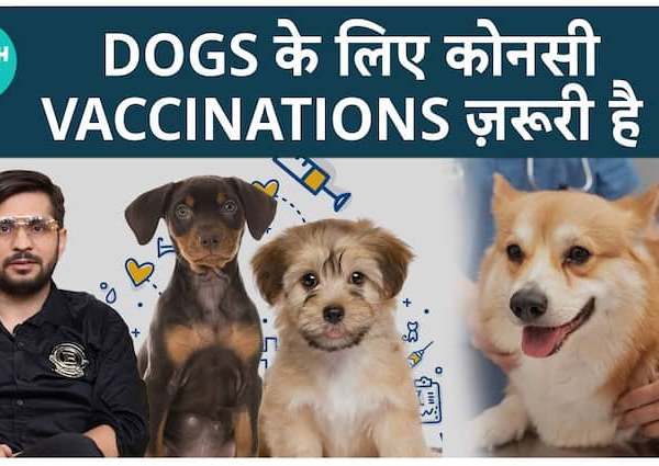 Which vaccine is necessary for pets? | Dogs Vaccine |…