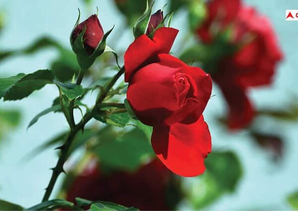 National Red Rose Day: इस राज्य में होती है गुलाब…