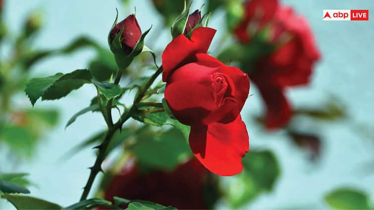 National Red Rose Day: इस राज्य में होती है गुलाब की सबसे ज्यादा खेती, विदेशों में भी महक बिखेर रहा भारत का गुलाब