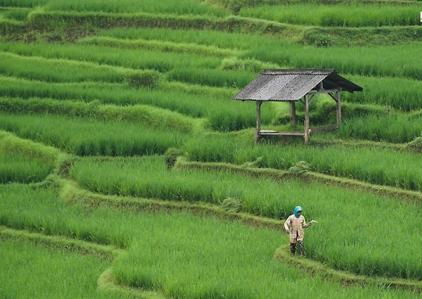 Paddy Crop Seeds Subsidy Jharkhand Government Giving 50 Percent Subsidy