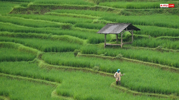 Paddy Crop Seeds Subsidy Jharkhand Government Giving 50 Percent Subsidy