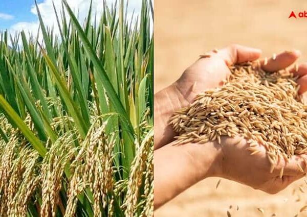 important things for rice farming farmers can cultivate rice successfully…