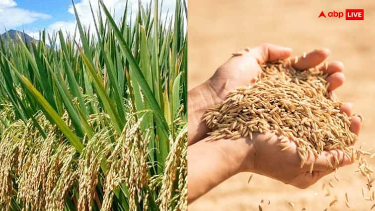 important things for rice farming farmers can cultivate rice successfully by applying these things in it