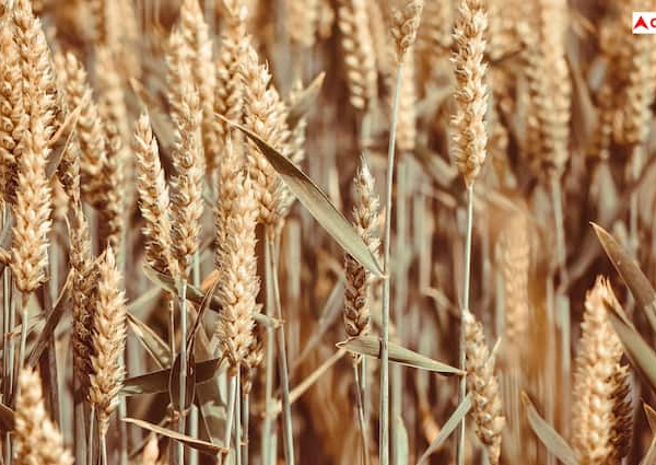 Wheat Stock Limit know what changes done by government in…