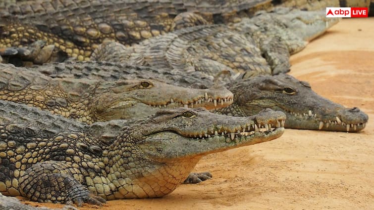 Crocodile Farming know why people of this country cultivate these dangerous creatures | यहां होती है खतरनाक मगरमच्छों की खेती, खूंखार जीव को इस वजह से पालते हैं लोग