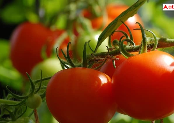 Tomato Cultivation in 2BHK know how to grow Red Tomato…