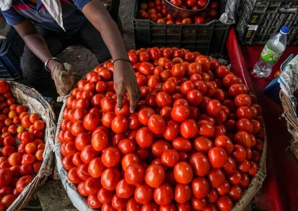 NCCF to sell Tomato Rs 60 per kg from July…