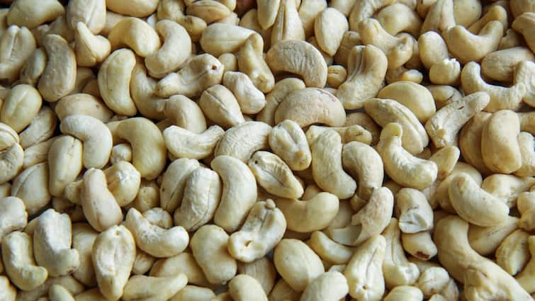 Cashew cultivation can make you rich this soil and temperature are important Agriculture