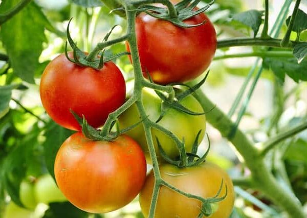 Tomato Farming do this work before cultivation you will get…