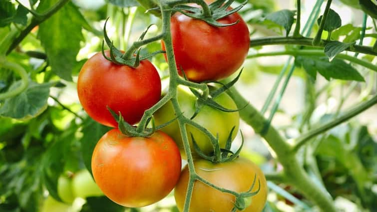 Tomato Farming do this work before cultivation you will get profit