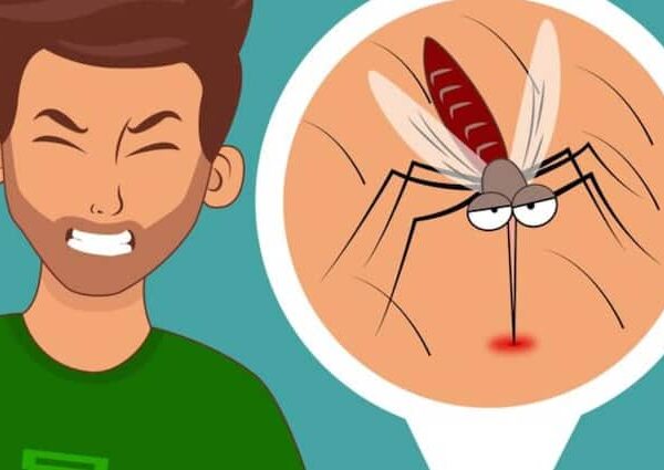 Zika Virus Cases in Maharashtra Union Health Ministry issues advisory…