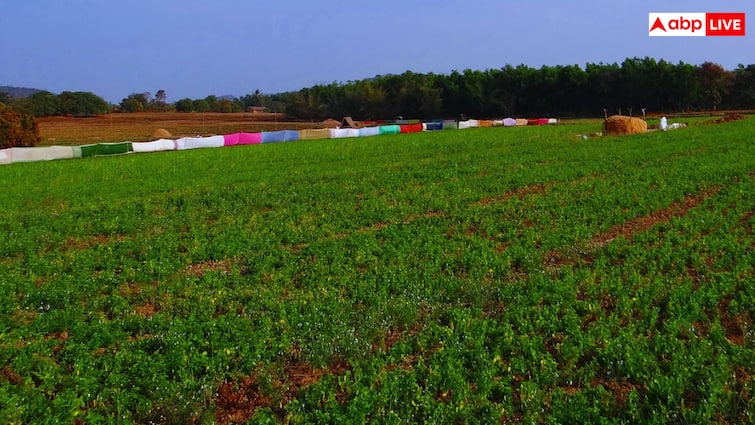 Gram Cultivation know easy ways to grow gram in bumper quantity