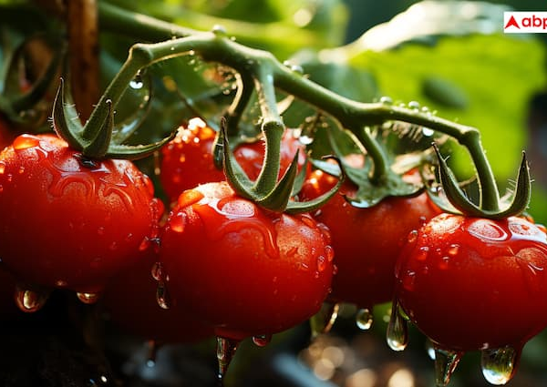 Kitchen Garden Tips Cultivate fresh and juicy Cherry Tomato at…