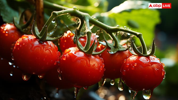 Kitchen Garden Tips Cultivate fresh and juicy Cherry Tomato at home