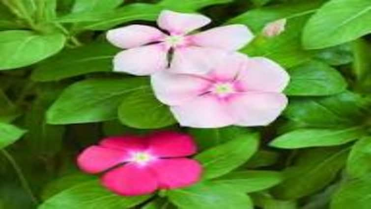 health tips sadabahar flowers to control blood sugar for diabetic patients know benefit