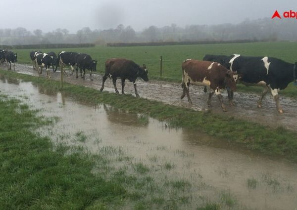 Protect your cattle in flood It becomes important to ensure…