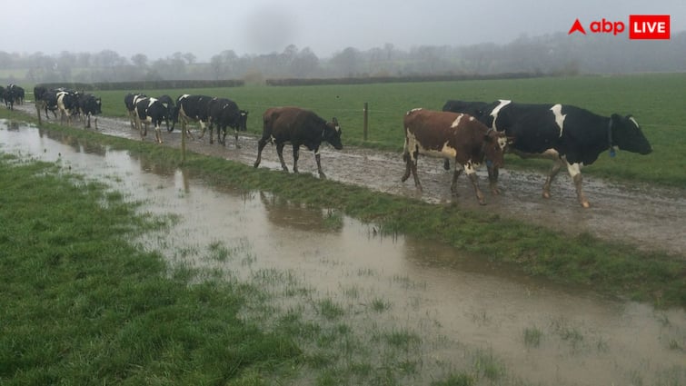 Protect your cattle in flood It becomes important to ensure the safety of your cattle during flood season