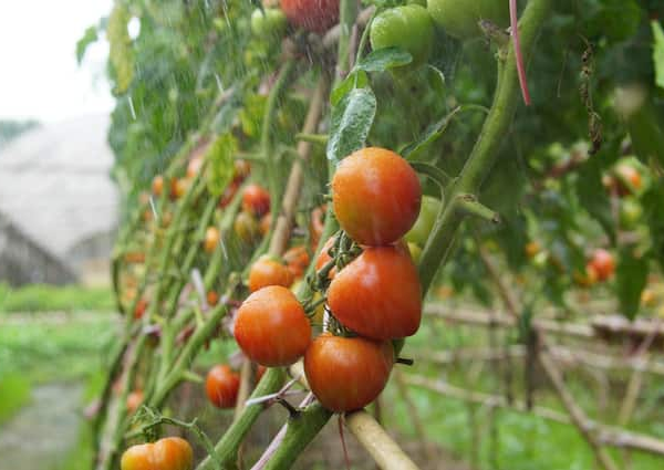 Tomato Farming Tips Know How To Cultivate Tomato at farm…