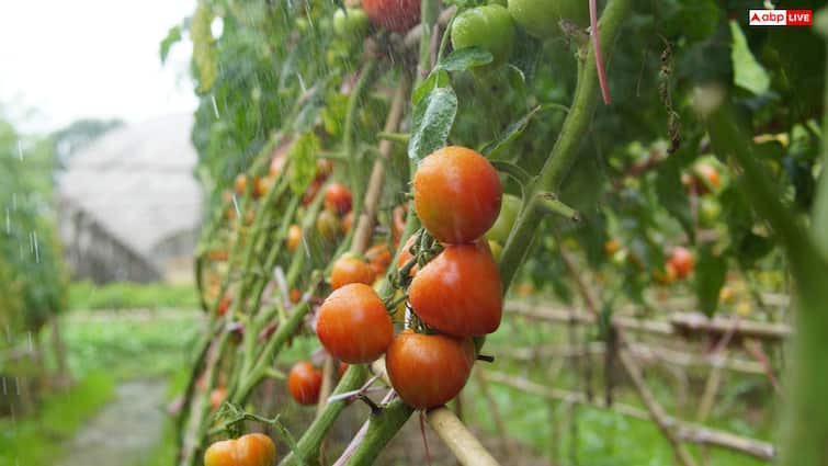 Tomato Farming Tips Know How To Cultivate Tomato at farm easily