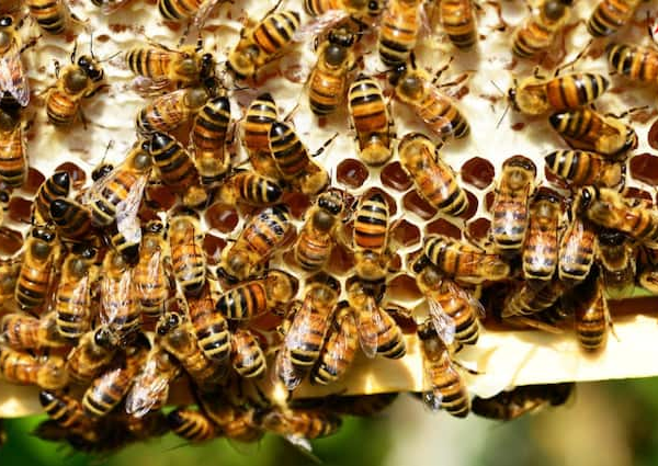 ​Beekeeping business will be very profitable​ know how you can…