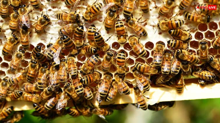 ​Beekeeping business will be very profitable​ know how you can become rich