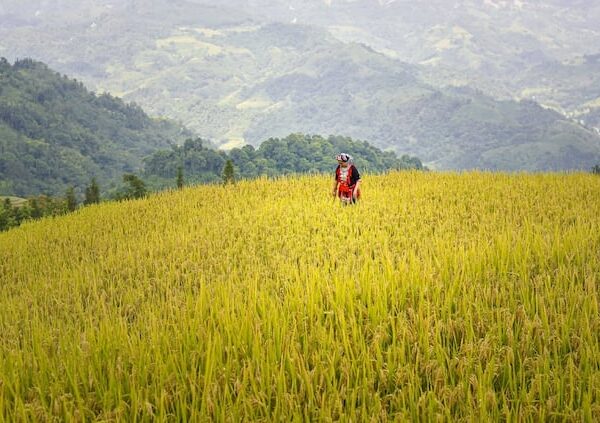 Cultivation of new paddy will make farmers rich know