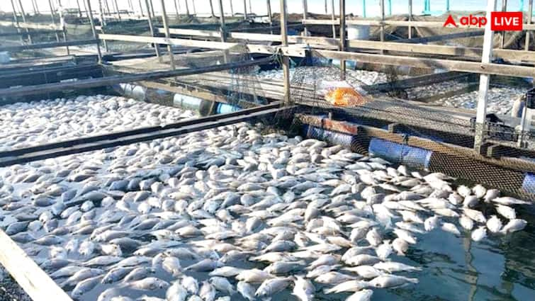 Animal Husbandry Important points for fish farming Read full article