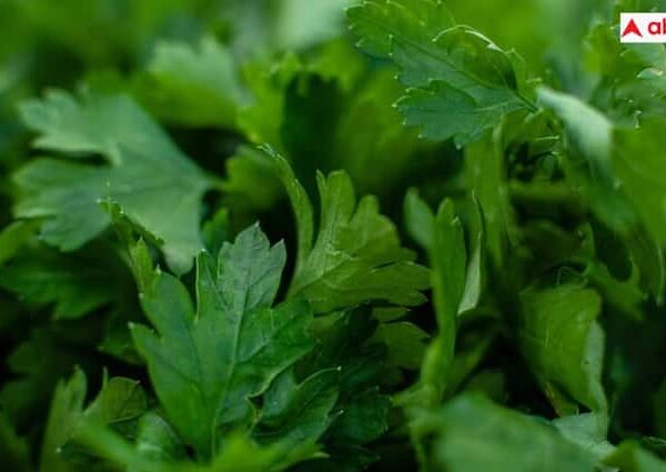 Grow Coriander and green chilli at Home with this Simple…