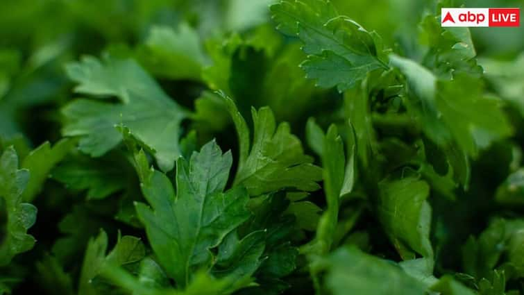 Grow Coriander and green chilli at Home with this Simple Guide follow these steps