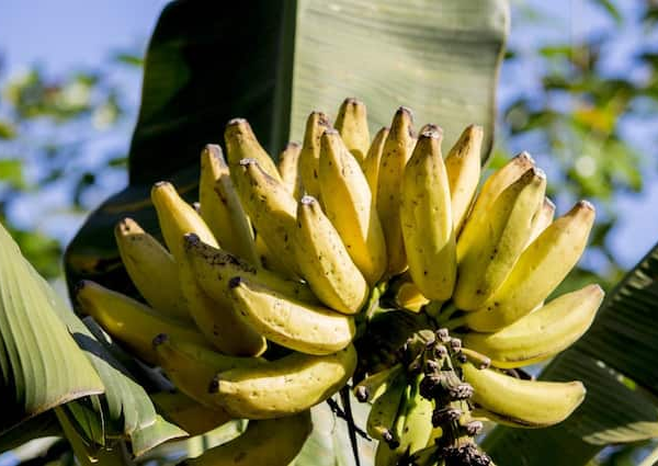 Banana of Uttar Pradesh in high demand Government giving subsidy…