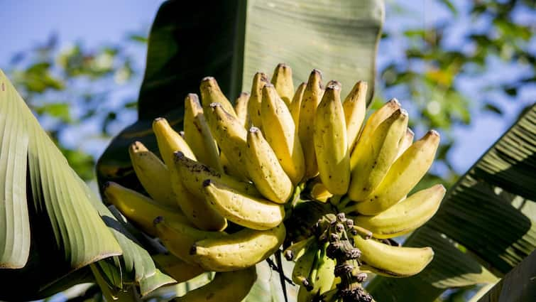 Banana of Uttar Pradesh in high demand Government giving subsidy to farmers know details