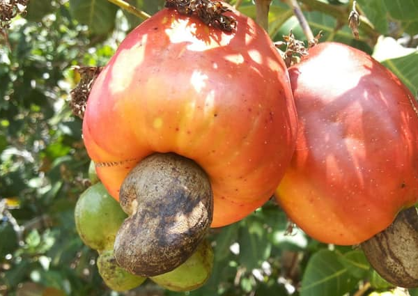 cashew cultivation makes farmer richer it has high demand in…