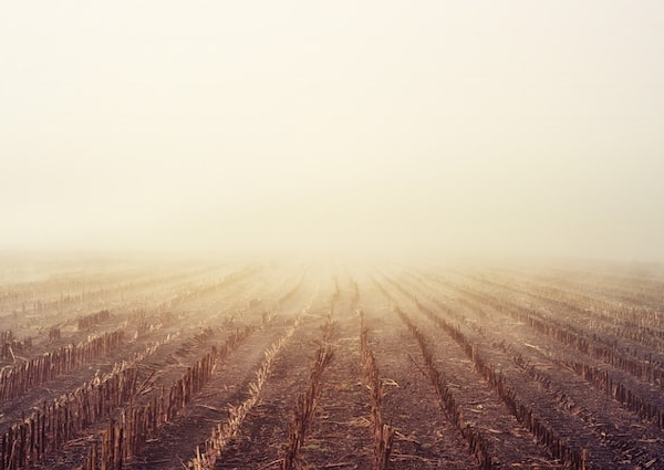 Governments plan to stop stubble burning this bank will give…