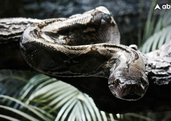 Can Burmese python really swallow a human Know the shocking…