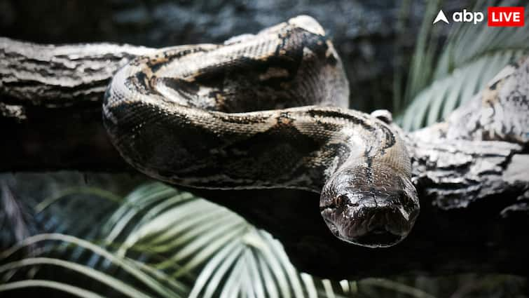 Can Burmese python really swallow a human Know the shocking truth about this creature