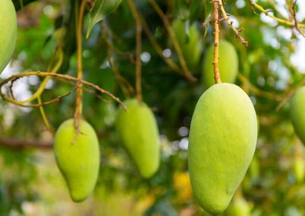 Mango Farmers Of Uttar Pradesh Get Good Value of their…