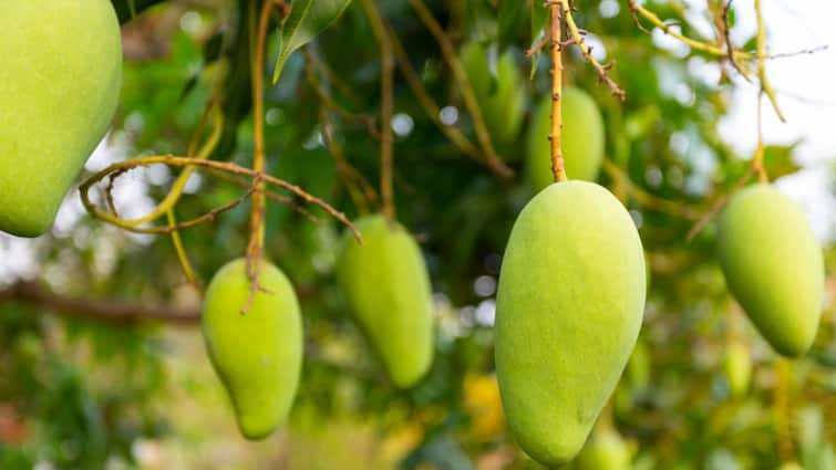 Mango Farmers Of Uttar Pradesh Get Good Value of their mangoes UP Government