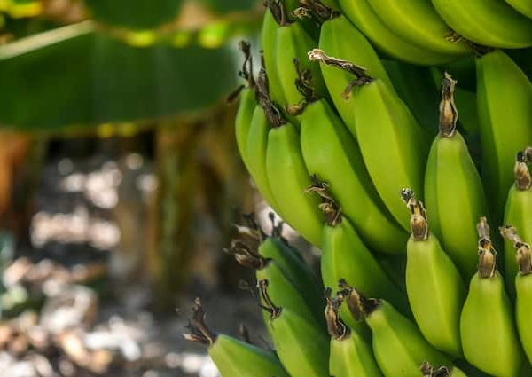 Banana Farming Makes Farmers Richer know all about this farming