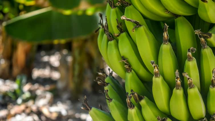 Banana Farming Makes Farmers Richer know all about this farming