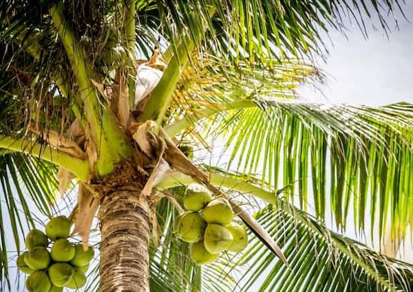 coconut cultivation tips know important things while cultivation