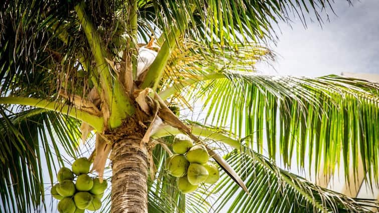 coconut cultivation tips know important things while cultivation