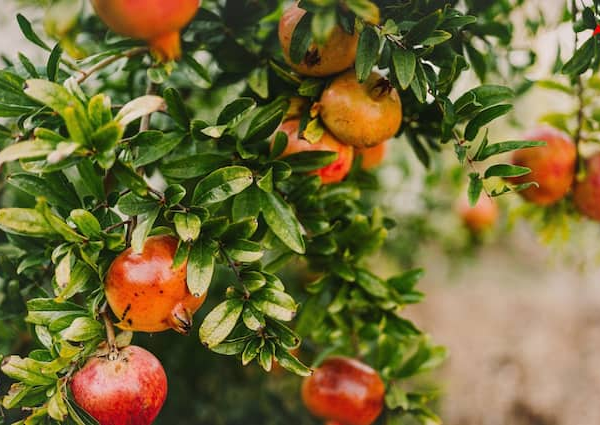 Grow pomegranate at home in a pot know the easy…