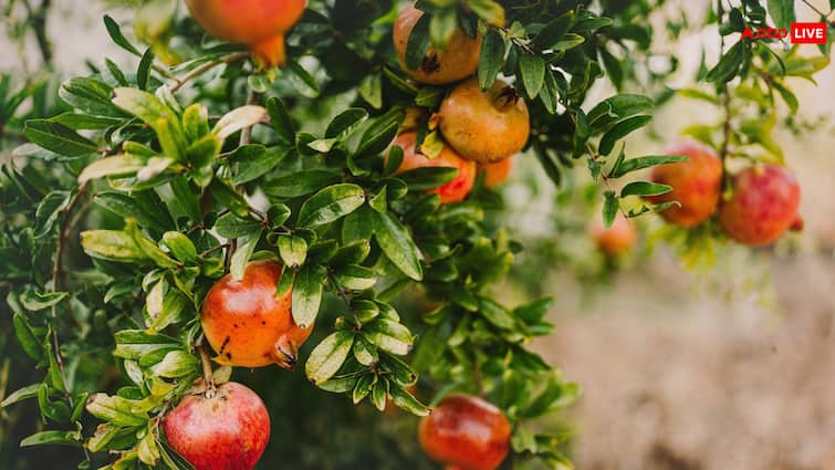 Grow pomegranate at home in a pot know the easy way anar ghar me ugaen