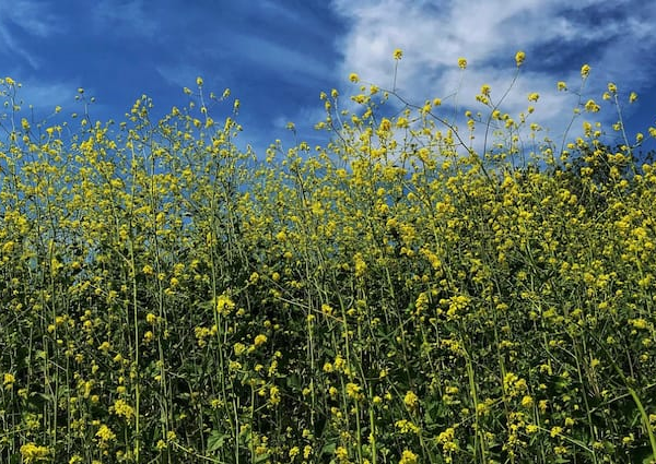 Mustard Cultivation makes farmers richer these varieties are the best