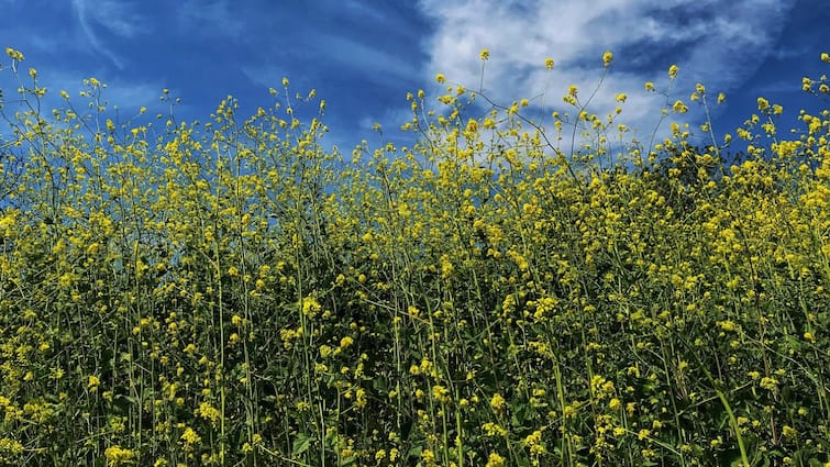 Mustard Cultivation makes farmers richer these varieties are the best